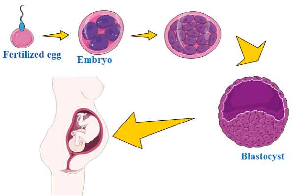 代孕产子价格的-广州专业的助孕包成功_未成熟卵母细胞获取及其IVM培养，IVM已