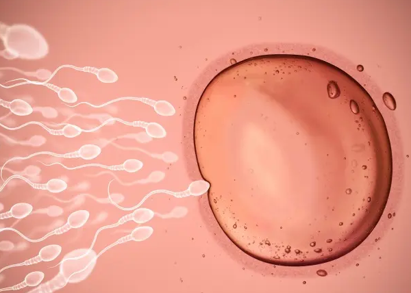 试管婴儿取卵结束应该怎样调养身体、多久可以验孕？