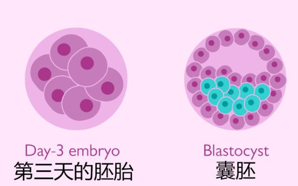 17个胚胎养囊成功率真不小！才养成3个囊胚可能是这个原因